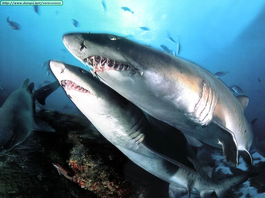 Fotos de tiburones y peces martillo