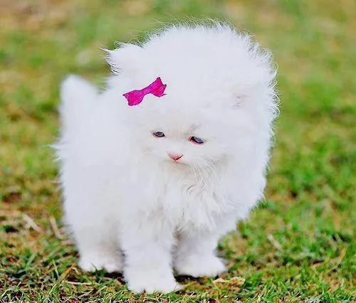 Gatos bebés tiernos blancos - Imagui