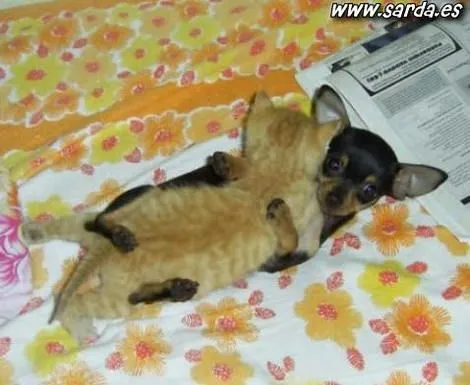 fotos tiernas de animales - Taringa!