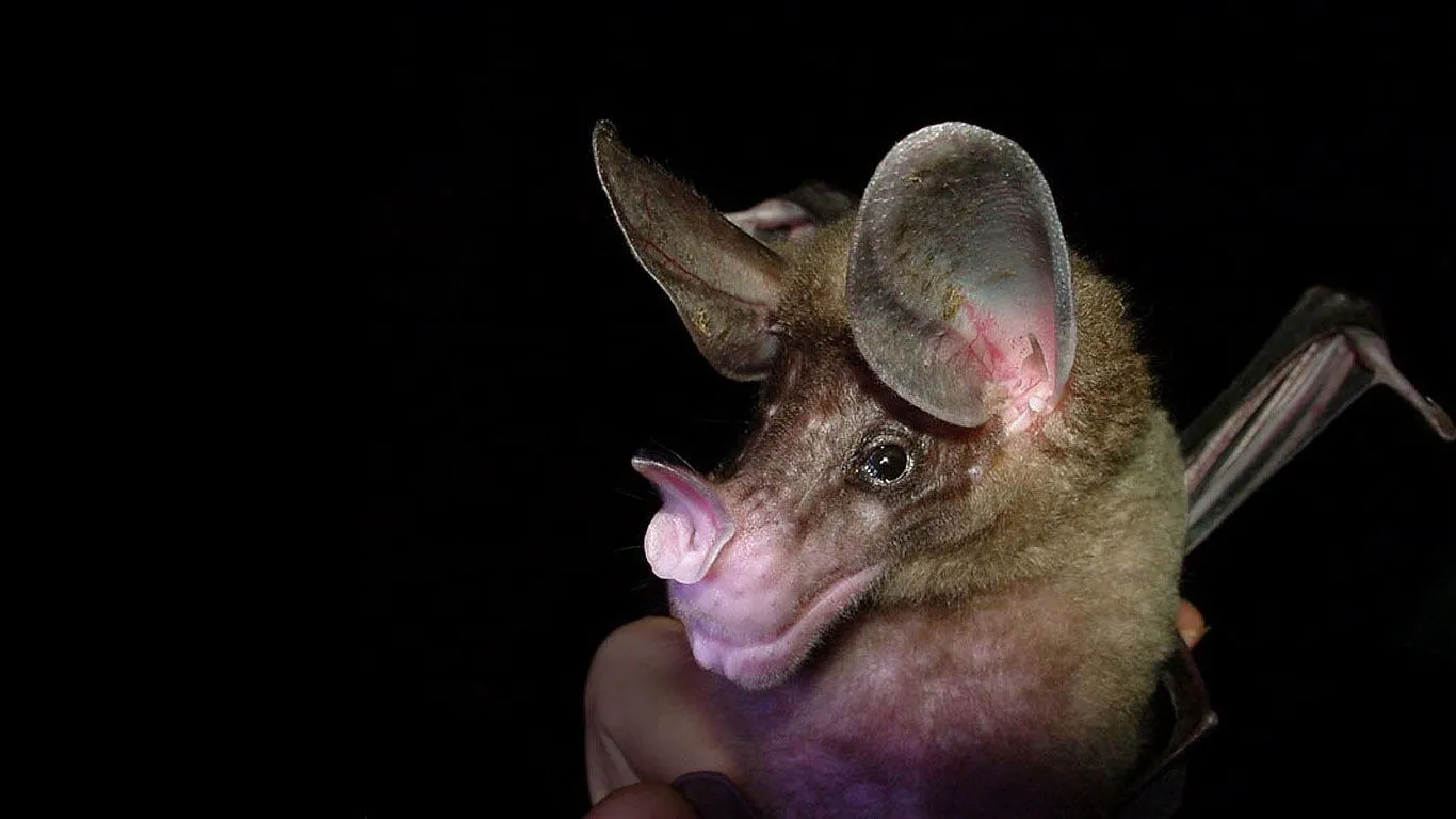 Fotos tiernas e imagenes en HD de animales para descargar ... Fotos tiernas e imagenes en HD de animales para descargar ...