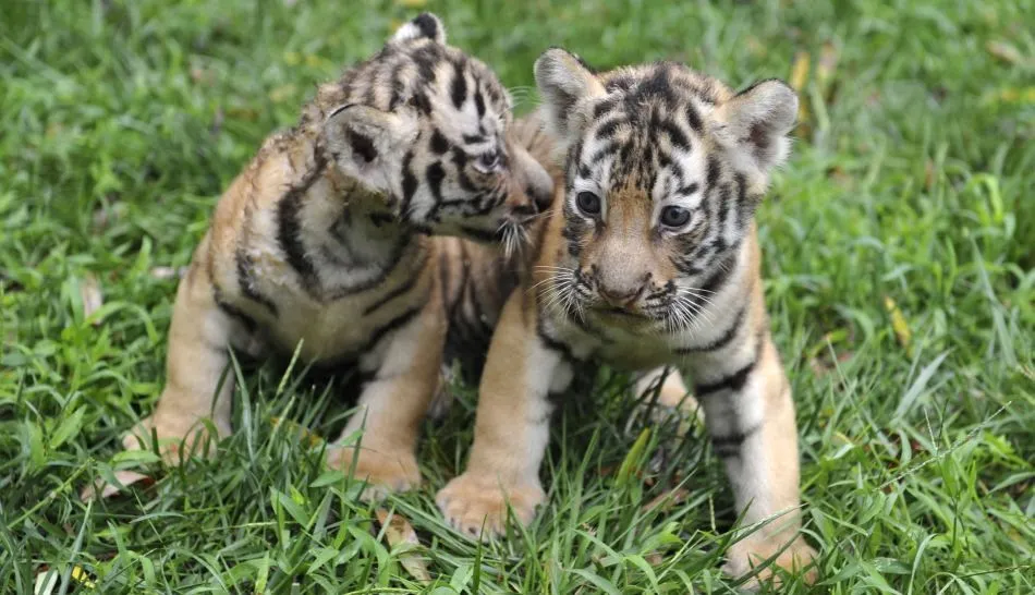 FOTOS: los tiernos animales bebes que buscan sobrevivir a la ... FOTOS: los tiernos animales bebes que buscan sobrevivir a la ...