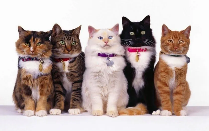 Fotos de tiernos gatitos - Fotos Bonitas de Amor | Imágenes ... Fotos de tiernos gatitos - Fotos Bonitas de Amor | Imágenes ...
