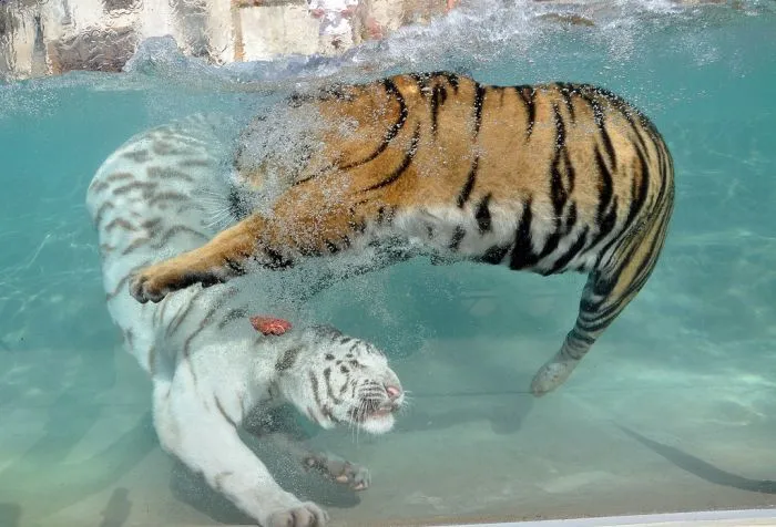 Fotos del Tigre blanco, excelentes imagenes... - Taringa! Fotos del Tigre blanco, excelentes imagenes... - Taringa!