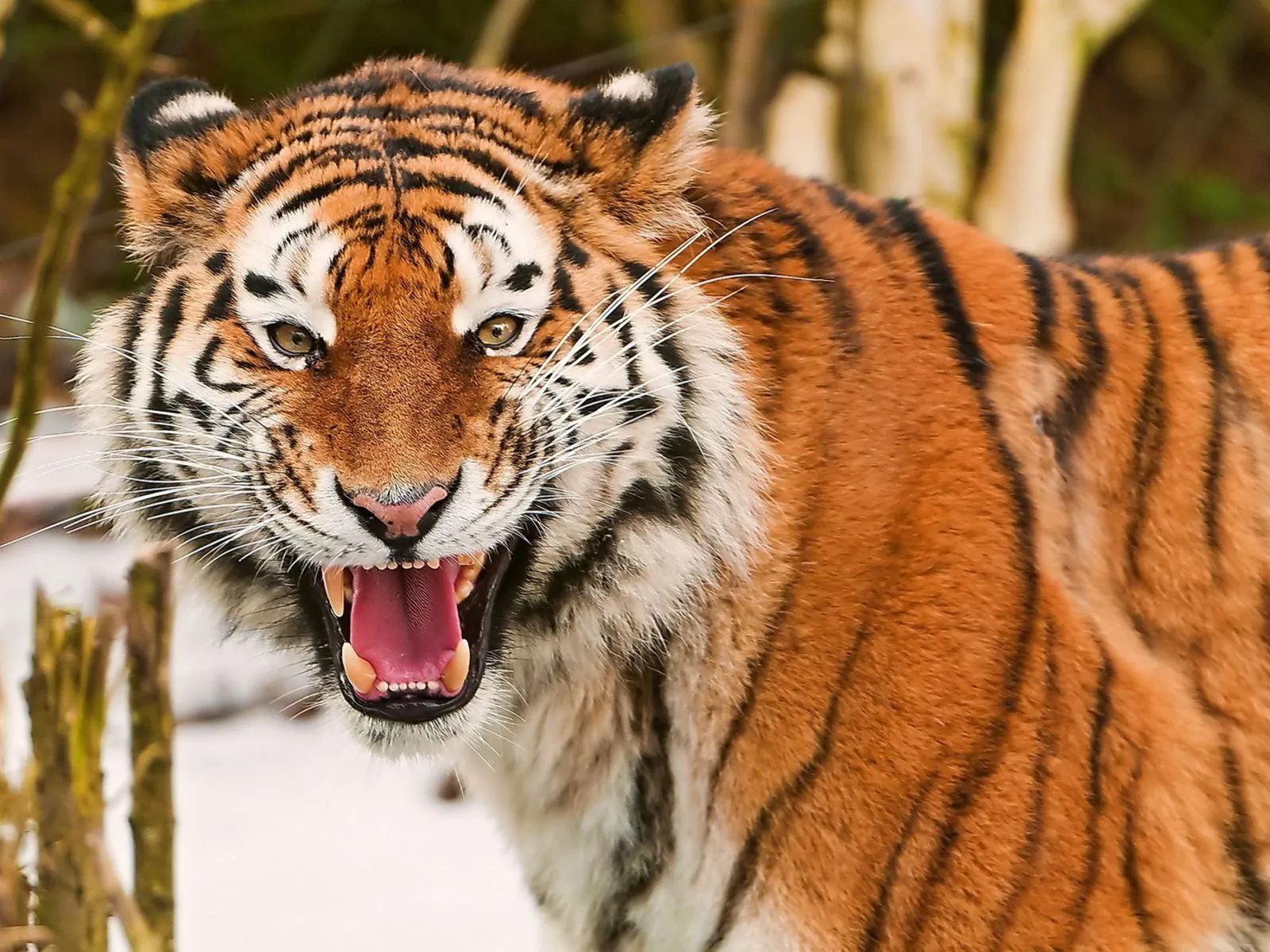 Fotos de tigre feroz para facebook ~ Mejores Fotos del Mundo ... Fotos de tigre feroz para facebook ~ Mejores Fotos del Mundo ...