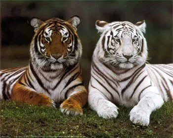 fotos tigre como ya han puesto una foto de un tigre agrego el blanco a ...