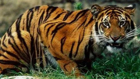 Fotos de tigres de bengala » TIGREPEDIA