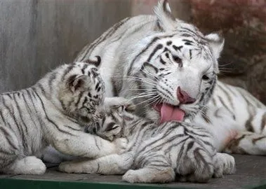 Fotos de tigres blancos, pureza y fiereza | SobreFotos