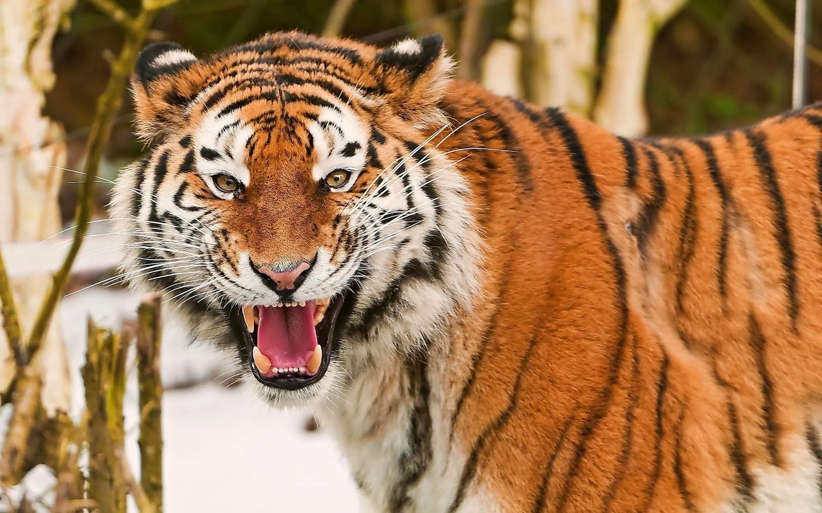 Fotos de Tigres en HD - Imagenes de Pantheras Tigris | Fotos e ...