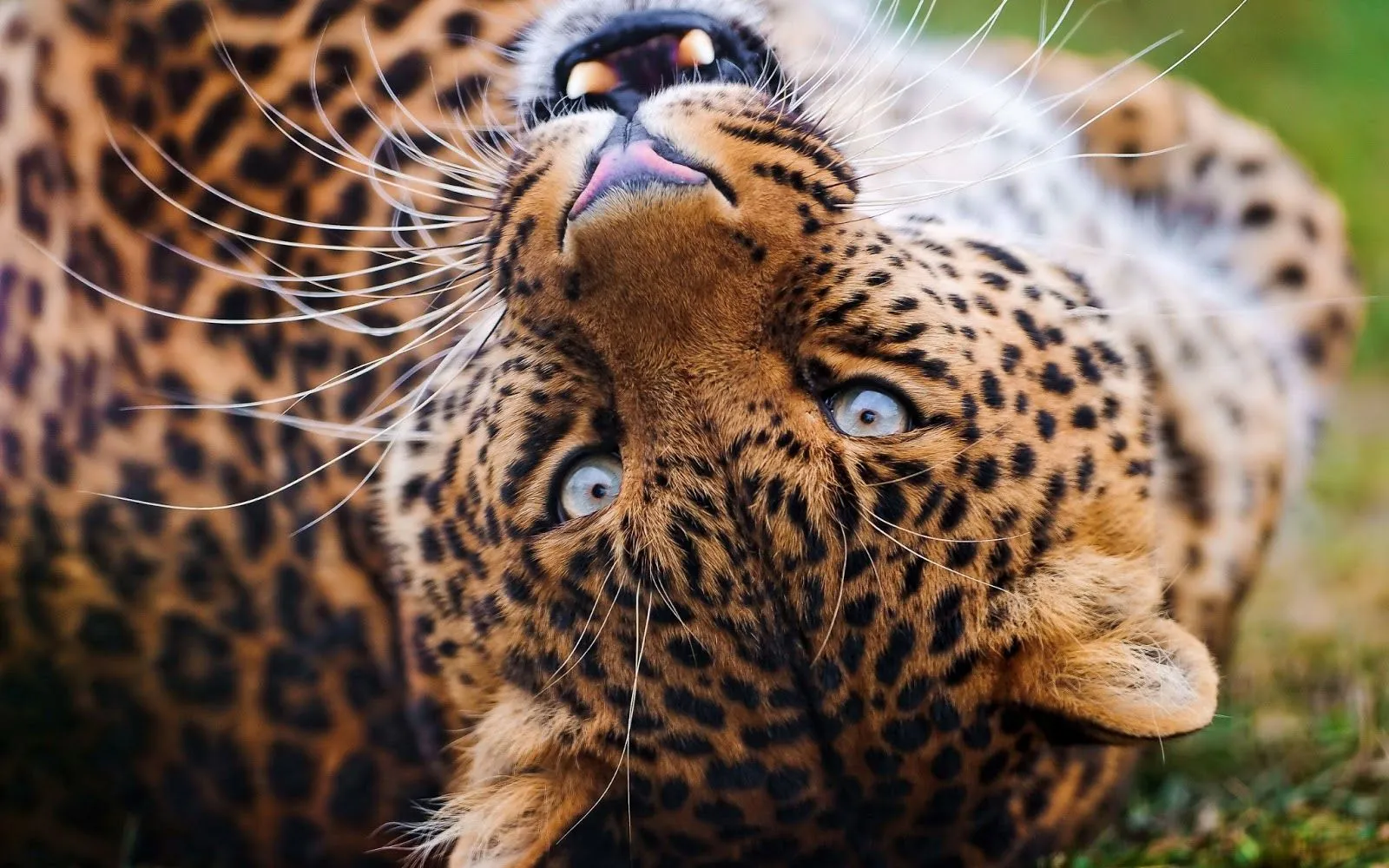 Fotos de Tigres en HD - Imagenes de Pantheras Tigris | Fotos e ...