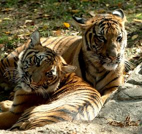 Fotos de tigres. Imágenes de tigres