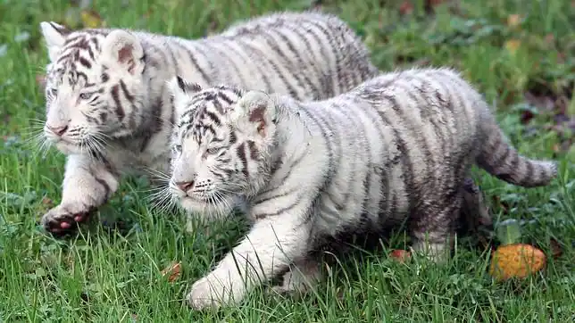 Dos pequeños tigres blancos - sevilla.