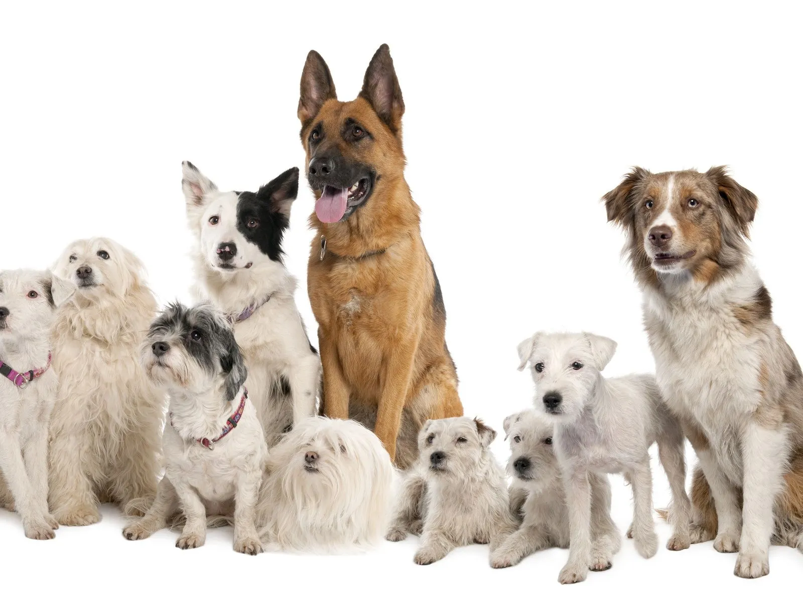 Fotos de tipos de perritos ~ Mejores Fotos del Mundo | Fotografías ... Fotos de tipos de perritos ~ Mejores Fotos del Mundo | Fotografías ...