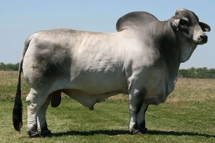 fotos de toros sementales brahman | fotos de toros toros toros ...