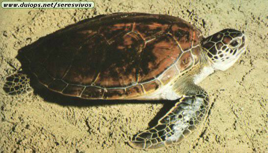 Fotos de tortugas