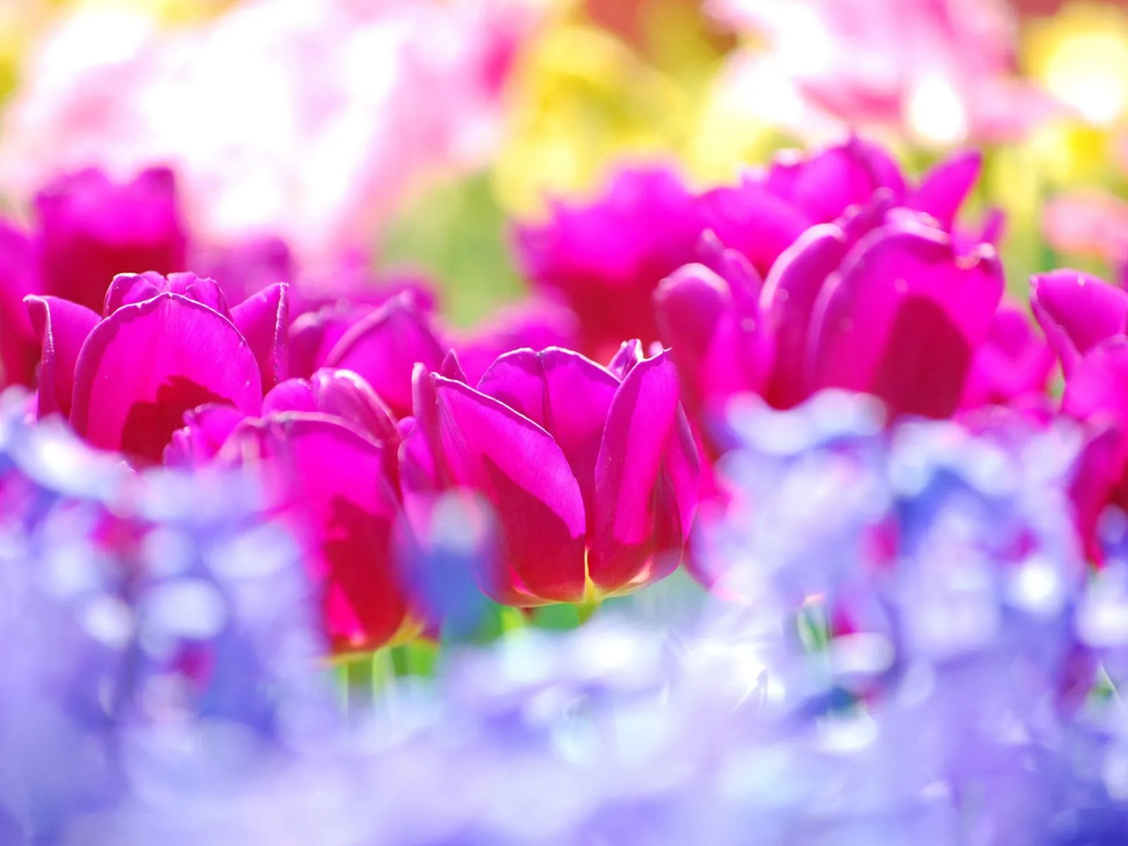 Fotos de tulipanes de fucsia | Mejores Fotos del Mundo ...