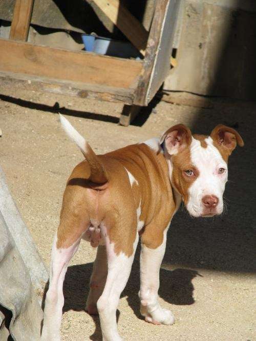 Pitbull cachorro 3 meses - Imagui