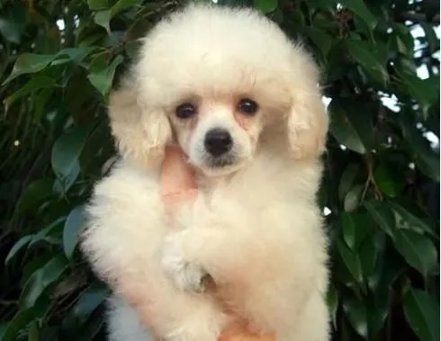 French poodle mini toy bebé - Imagui