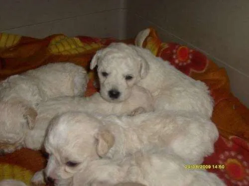 Fotos de SE VENDEN CACHORROS POODLE MEDIANOS - Región ...