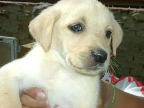 Labradores cachorros Dorados - Imagui