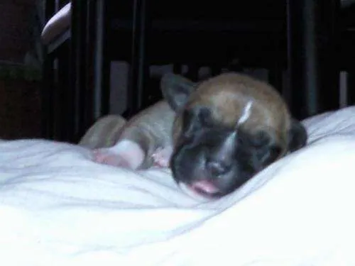 Perro boxer recien nacido - Imagui