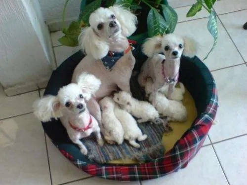 Ropa para fresh poodle - Imagui