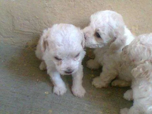 Fotos De Vendo Cachorritos French Poodle Mini Toy Jalisco ...