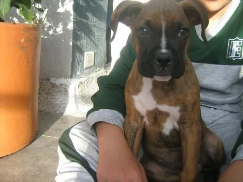 Fotos de VENDO CACHORRO BOXER HEMBRA DOS MESES SIETE DIAS - Bogotá ... Fotos de VENDO CACHORRO BOXER HEMBRA DOS MESES SIETE DIAS - Bogotá ...