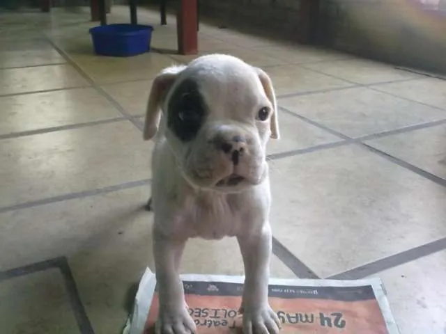 Cachorro boxer negro - Imagui