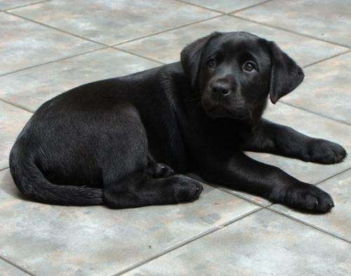 Fotos de Vendo Cachorro Labrador Negro - Buenos Aires - Animales ... Fotos de Vendo Cachorro Labrador Negro - Buenos Aires - Animales ...