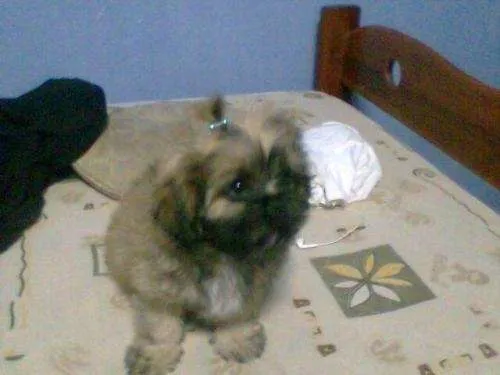 Fotos de vendo cachorro shitzu de dos meses - Callao - Animales ...