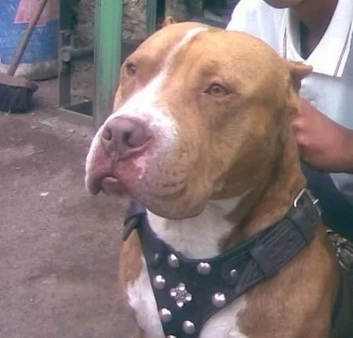Pitbull americano cachorros - Imagui