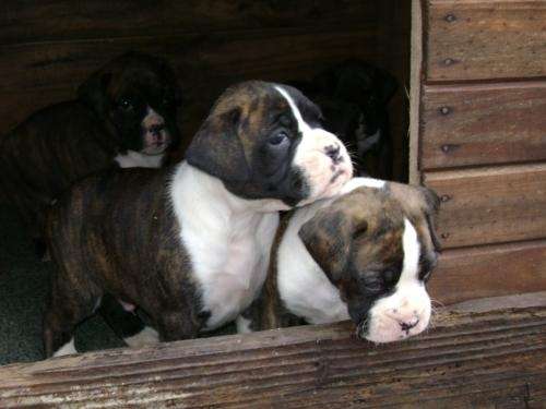 Fotos de VENDO CACHORROS BOXER ATIGRADOS - Buenos Aires - Animales ... Fotos de VENDO CACHORROS BOXER ATIGRADOS - Buenos Aires - Animales ...