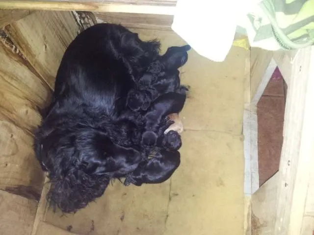 Fotos de Vendo cachorros cocker spaniels negros. en Villahermosa ... Fotos de Vendo cachorros cocker spaniels negros. en Villahermosa ...