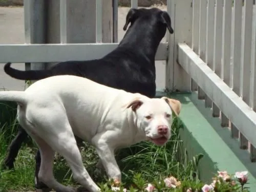 Vendo cachorros pit bull american terrier stanford red nose y blue ...