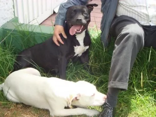 Vendo cachorros pit bull american terrier stanford red nose y blue ...