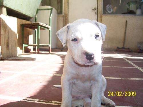Perros pitbull blancos bebés - Imagui
