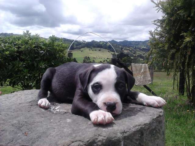 Fotos De Vendo Cachorros Pitbull Stanford Cundinamarca Animales ...