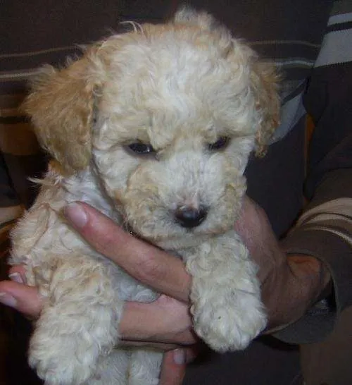 Fotos de Vendo cachorros poodles toy medianos en Bío-Bío, Chile