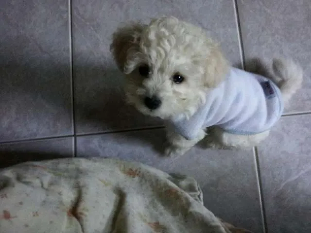 Venta de caniches mini toy hermosos!!!!! - La Plata, Argentina ... Venta de caniches mini toy hermosos!!!!! - La Plata, Argentina ...