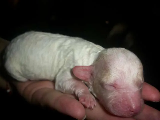 Fotos de vendo caniches toy de 45 dias en mendoza - Mendoza ...