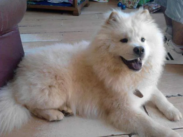 Venta de cachorros chow chow - Imagui