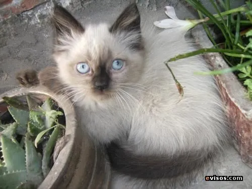 Fotos de VENDO GATO SIAMES BEBE - Lima - Animales / Mascotas