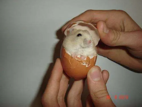 Fotos de Vendo Hamsters Rusos! Gran variedad de colores - Córdoba ... Fotos de Vendo Hamsters Rusos! Gran variedad de colores - Córdoba ...