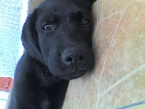 Fotos de VENDO HERMOSOS CACHORROS LABRADOR NEGROS - Distrito ... Fotos de VENDO HERMOSOS CACHORROS LABRADOR NEGROS - Distrito ...