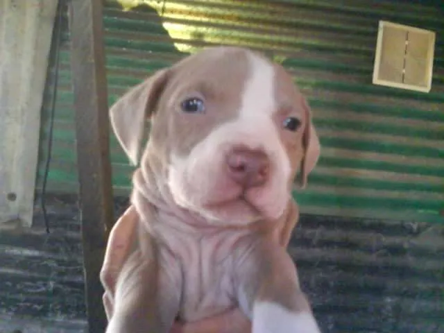 Fotos De Vendo Hermosos Cachorros Pitbull Standford Bogot Dc ... Fotos De Vendo Hermosos Cachorros Pitbull Standford Bogot Dc ...