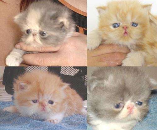 Fotos de Vendo hermosos y tiernos gatitos persas - Región ...