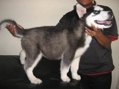 Fotos de Vendo lindos husky siberianos en Guatemala, Guatemala Fotos de Vendo lindos husky siberianos en Guatemala, Guatemala