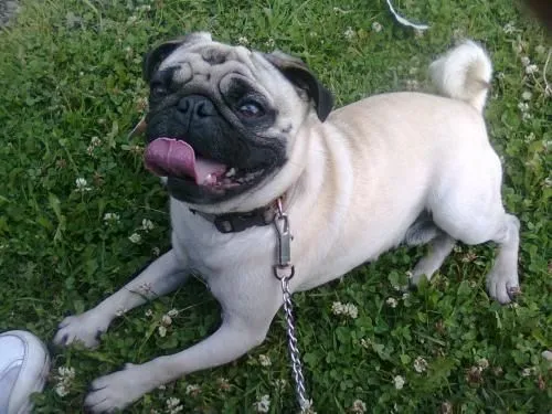 Fotos De Vendo Perros Pug Puros En Pichincha Fotos De Vendo Perros Pug Puros En Pichincha