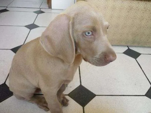 Perros con los ojos azules - Imagui