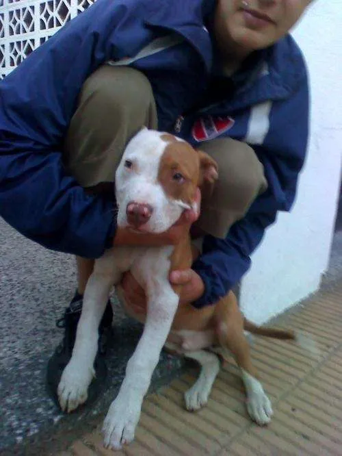 Vendo pitbull macho de 1 año y 6 meses - Buenos Aires, Argentina ...